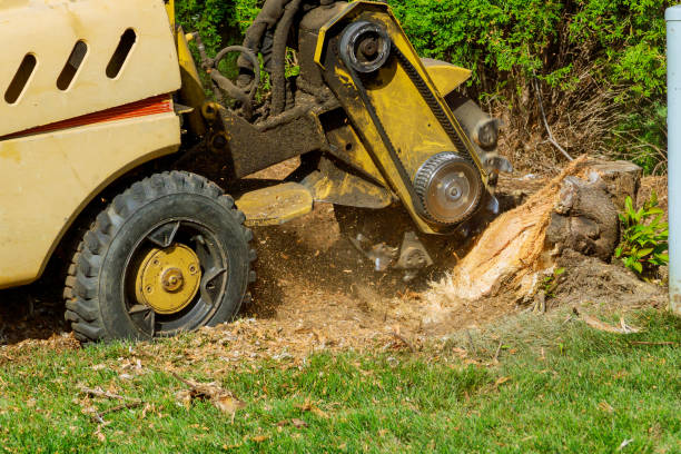 Best Tree Stump Removal  in Rm Beach, WA